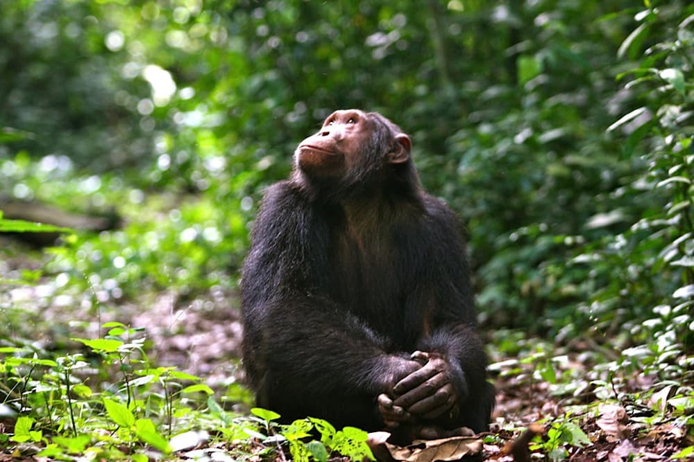 chimpanzee tracking in Kyambura Gorge