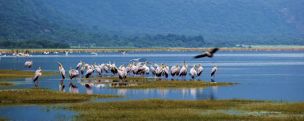 birds-of-lake-manyara-national-park