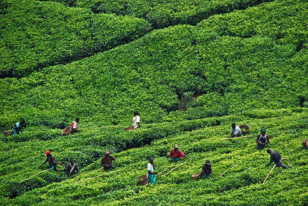 Uganda Tea Safaris