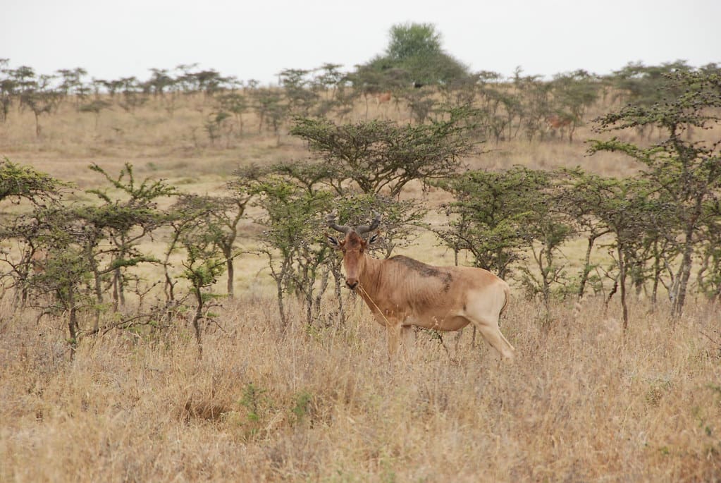 Nairobi National Park