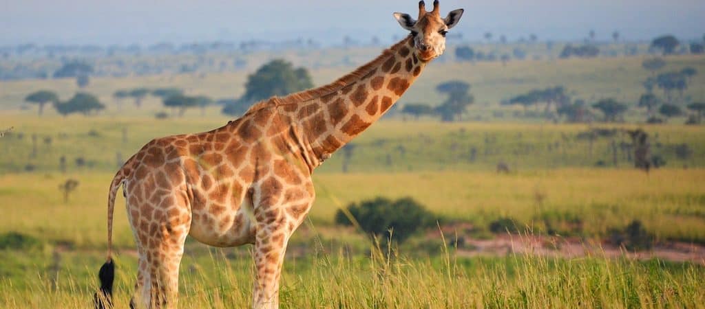 Getting to Murchison Falls National Park