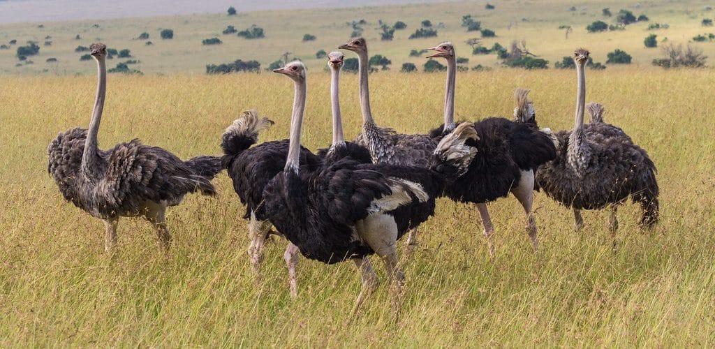 Pian Upe Wildlife Reserve