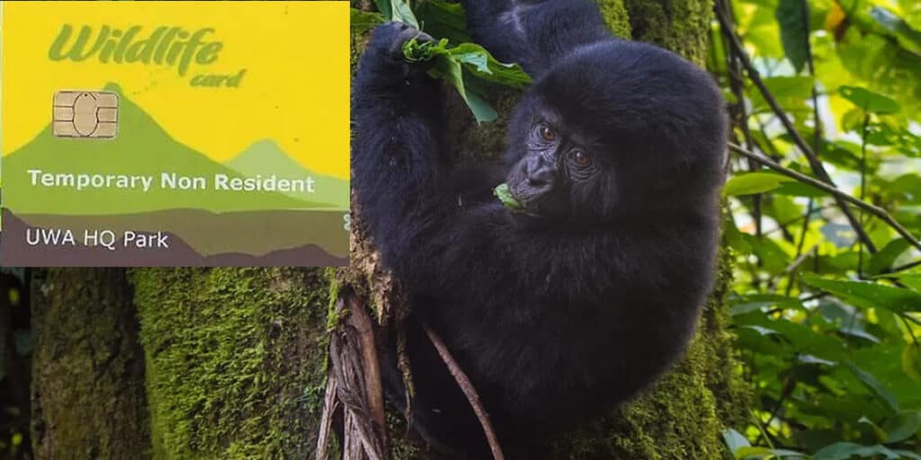 How much is a gorilla trekking permit in Uganda?