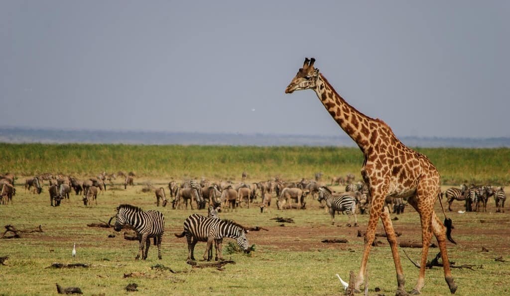 5 Days Lake Manyara and Serengeti Safari
