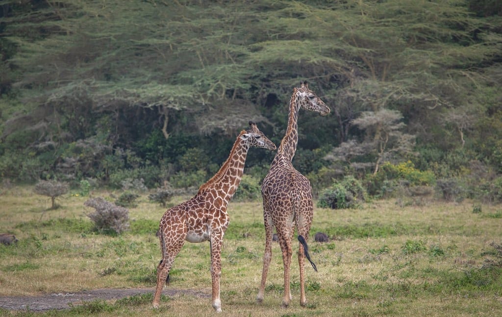 1 Day Arusha safari