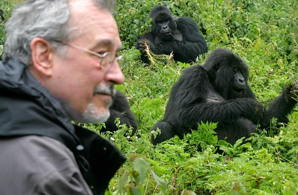 Gorilla habituation in Uganda
