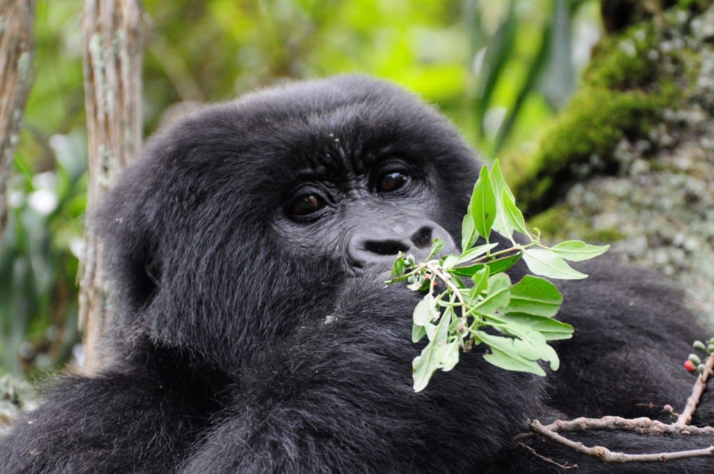 4 Days Gorillas And Dian Fossey