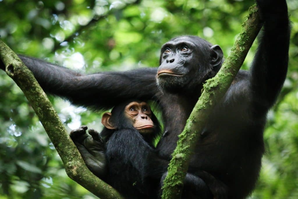 Facts about chimpanzees in Uganda
