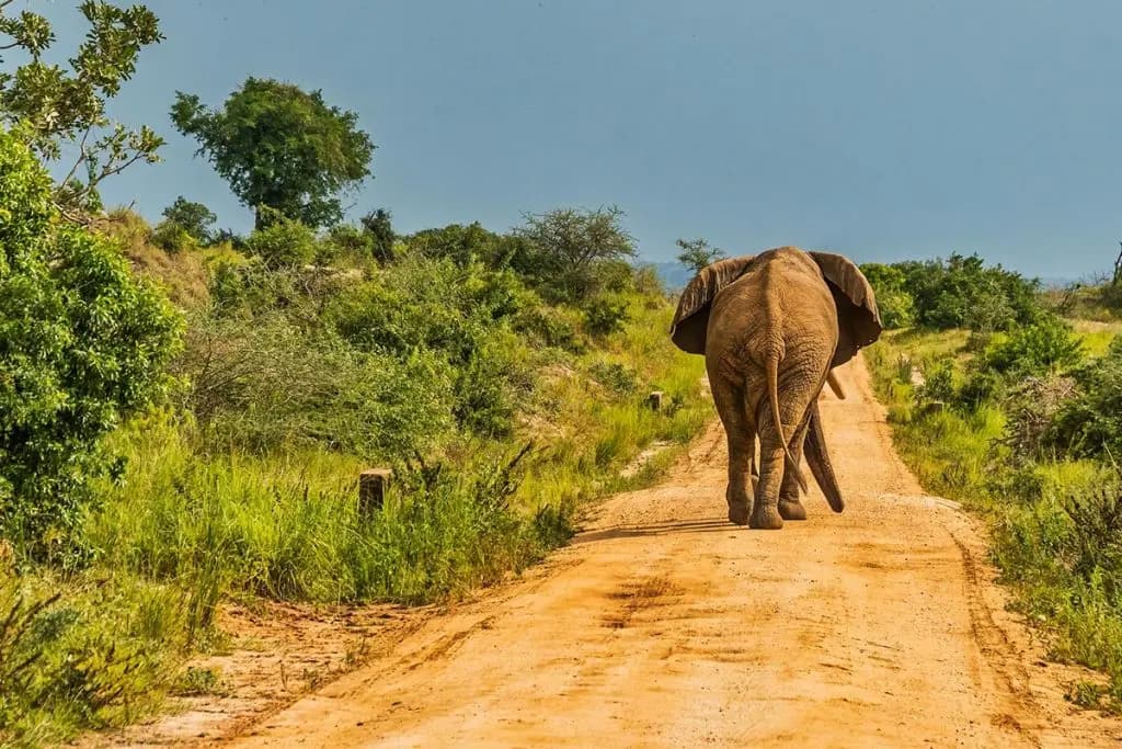 Game Drives In Murchison Falls National Park