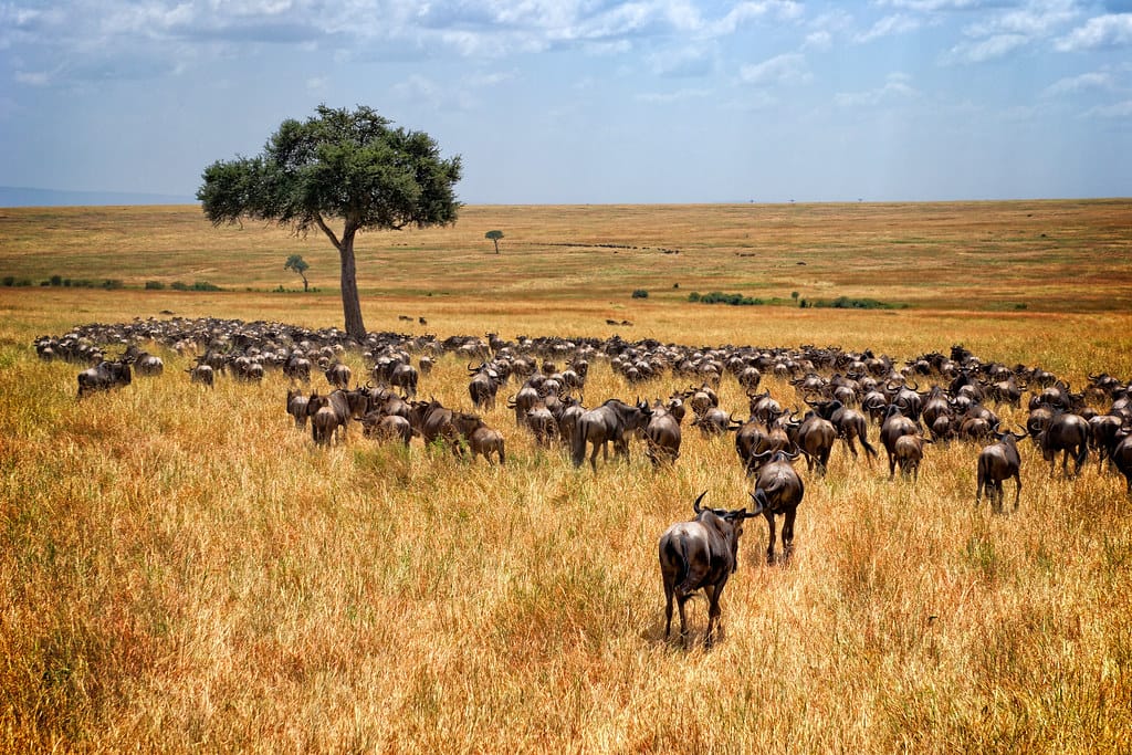 Masai Mara National Reserve Fees