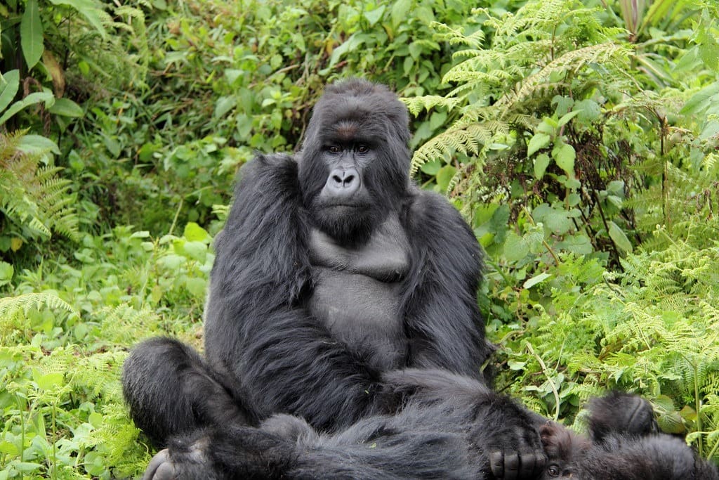5 Days Great Migration and Gorilla Trekking Safari