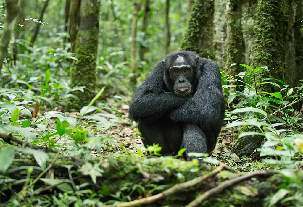 1 Day Uganda Chimpanzee Trekking Safari
