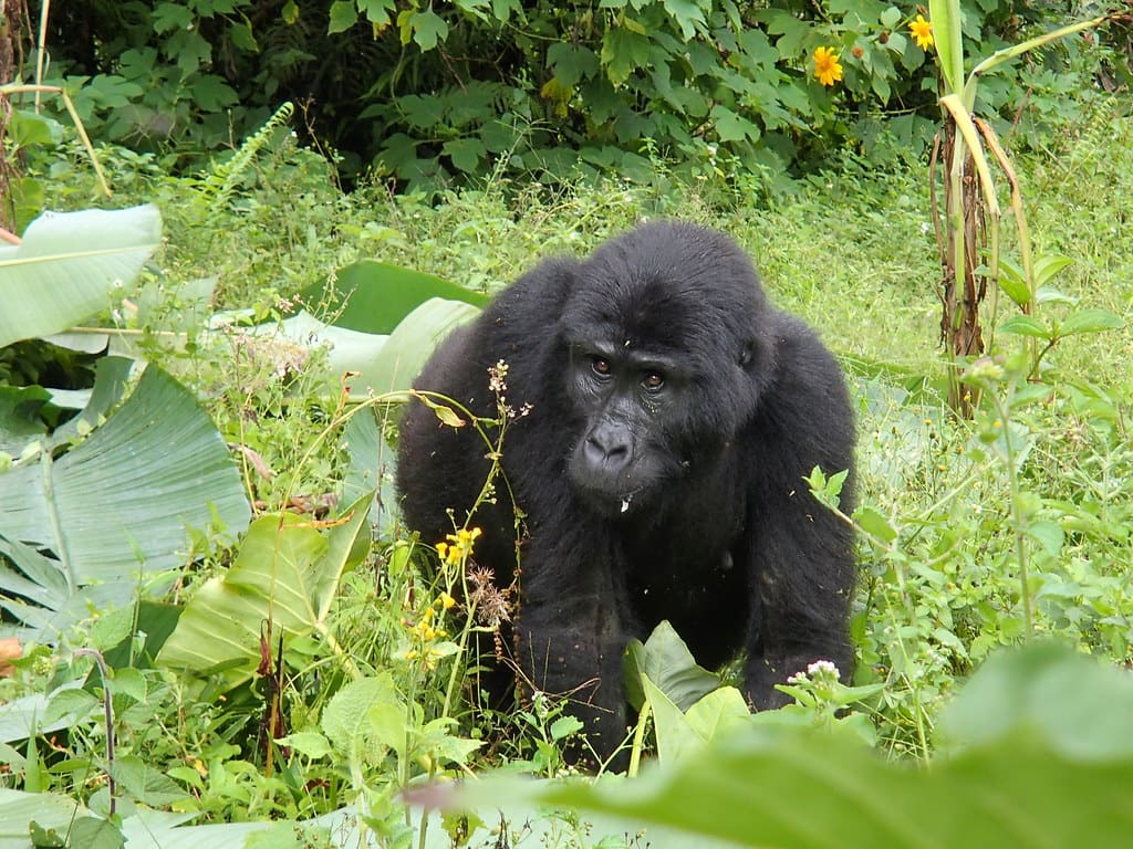 Gorilla trekking in Bwindi Impenetrable National Park