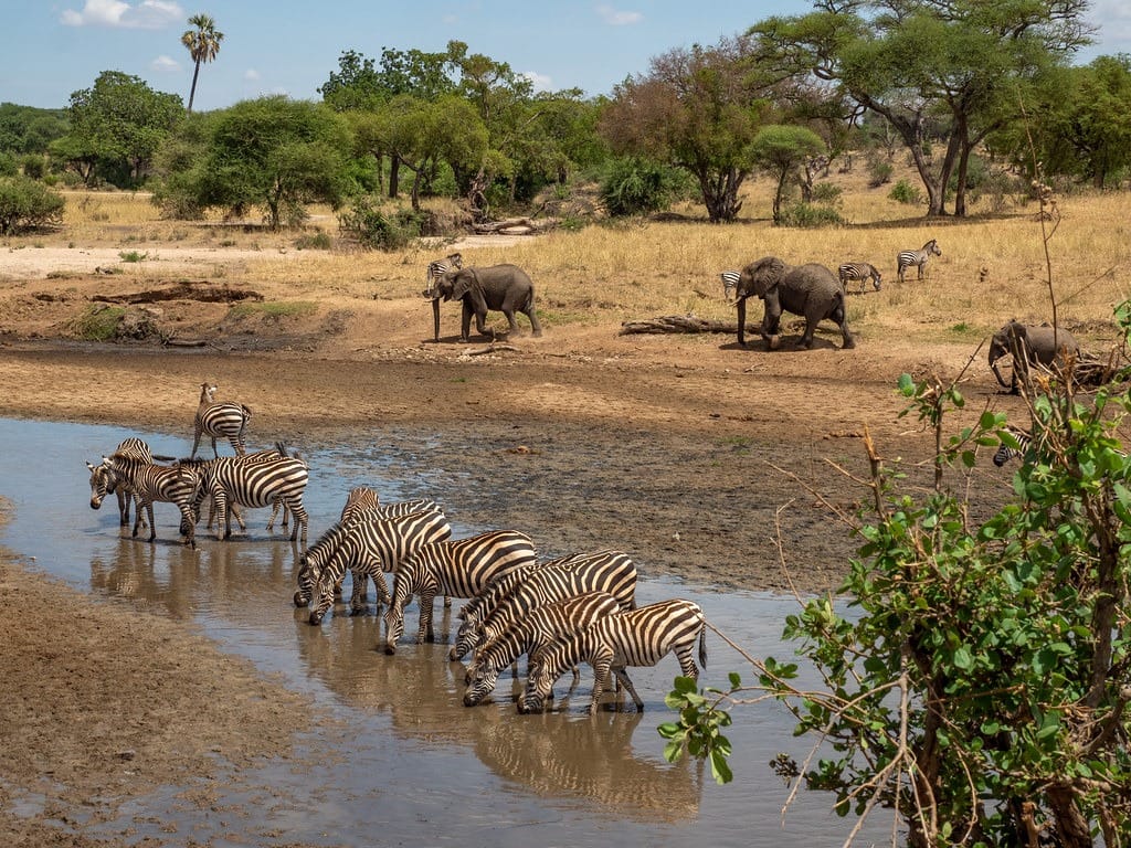 6 Days Tanzania Safari