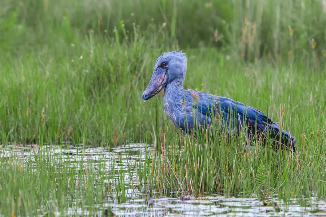 shoebill storks in Mabamba Swamp