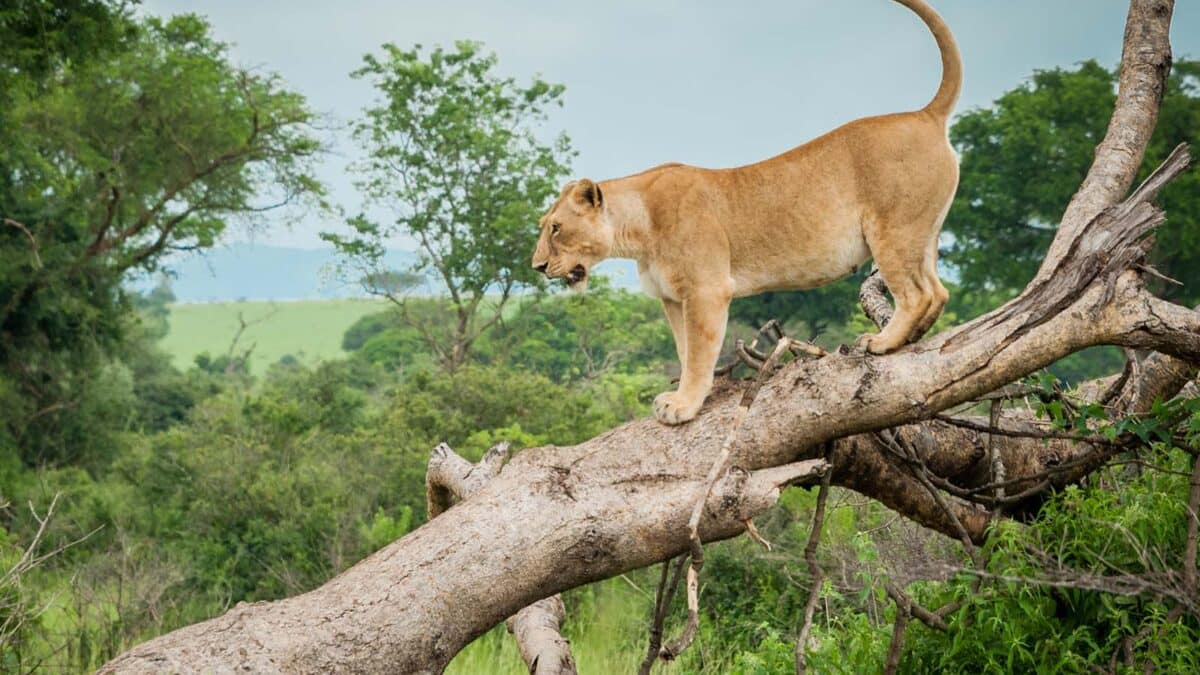 5 days Uganda Gorillas and Wildlife Safari