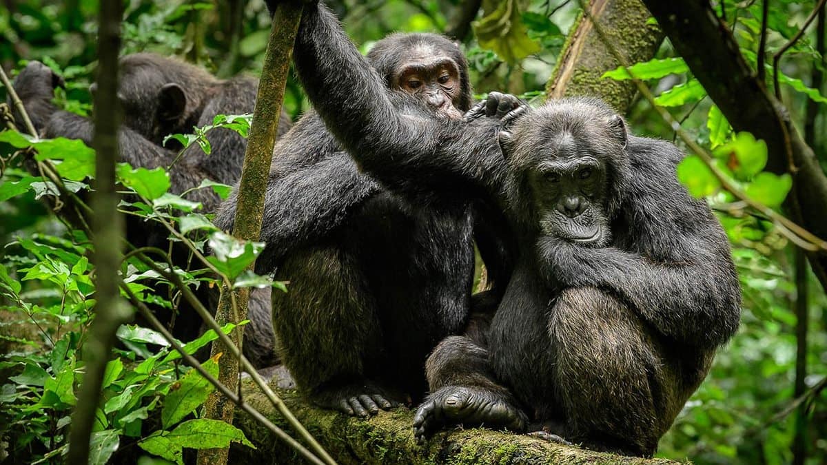 Chimpanzee Tracking In Queen Elizabeth National Park