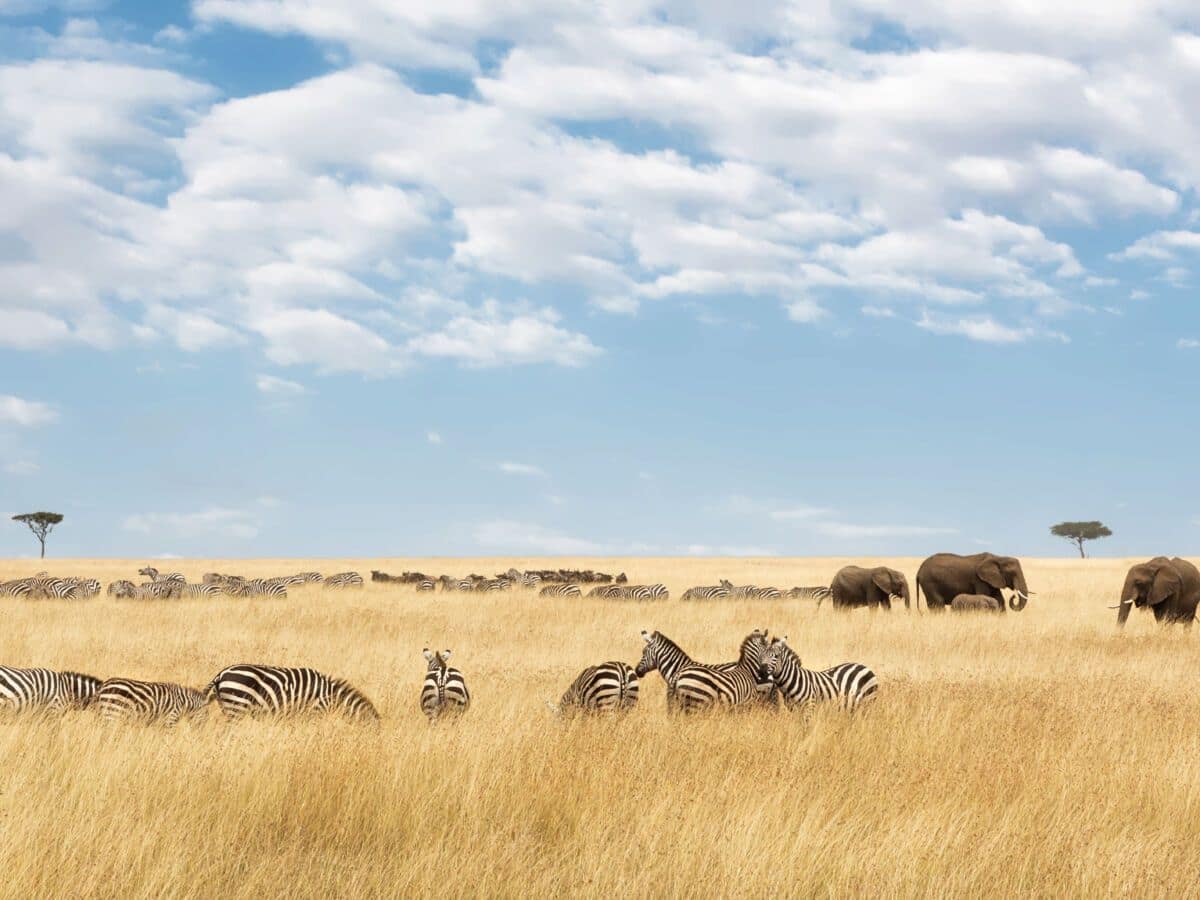 How To Save Money On An African Safari