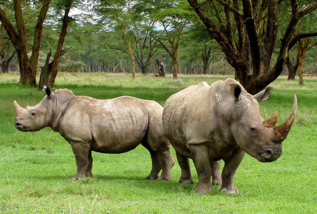 White rhinos in Ajai Wildlife Reserve