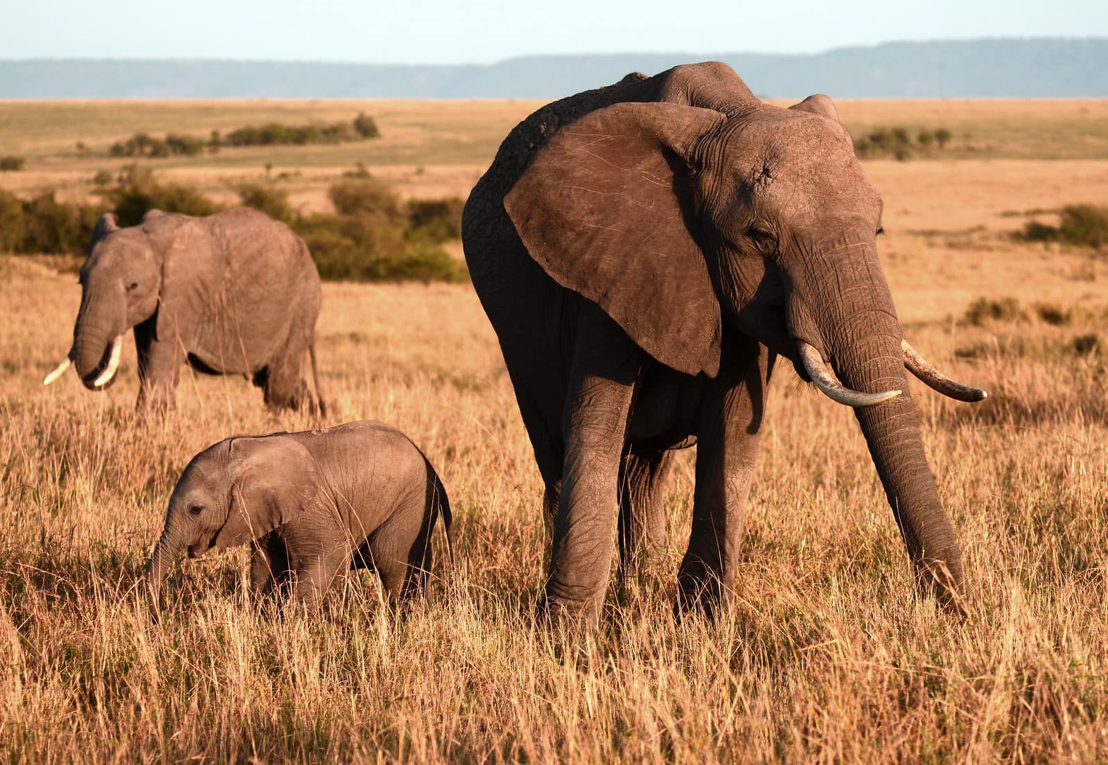 Ultimate Overview of Maasai Mara National Reserve