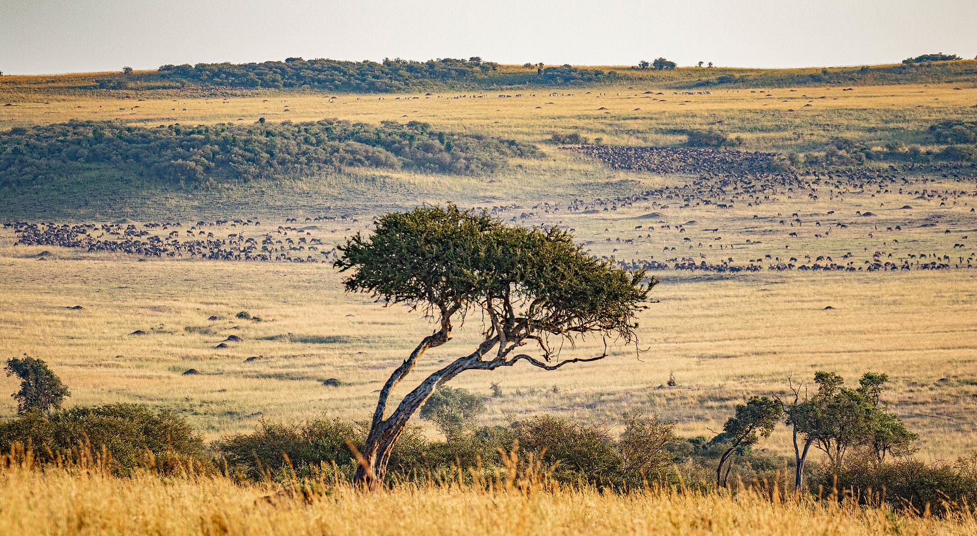 4 Days Safari to Masai Mara and Lake Nakuru
