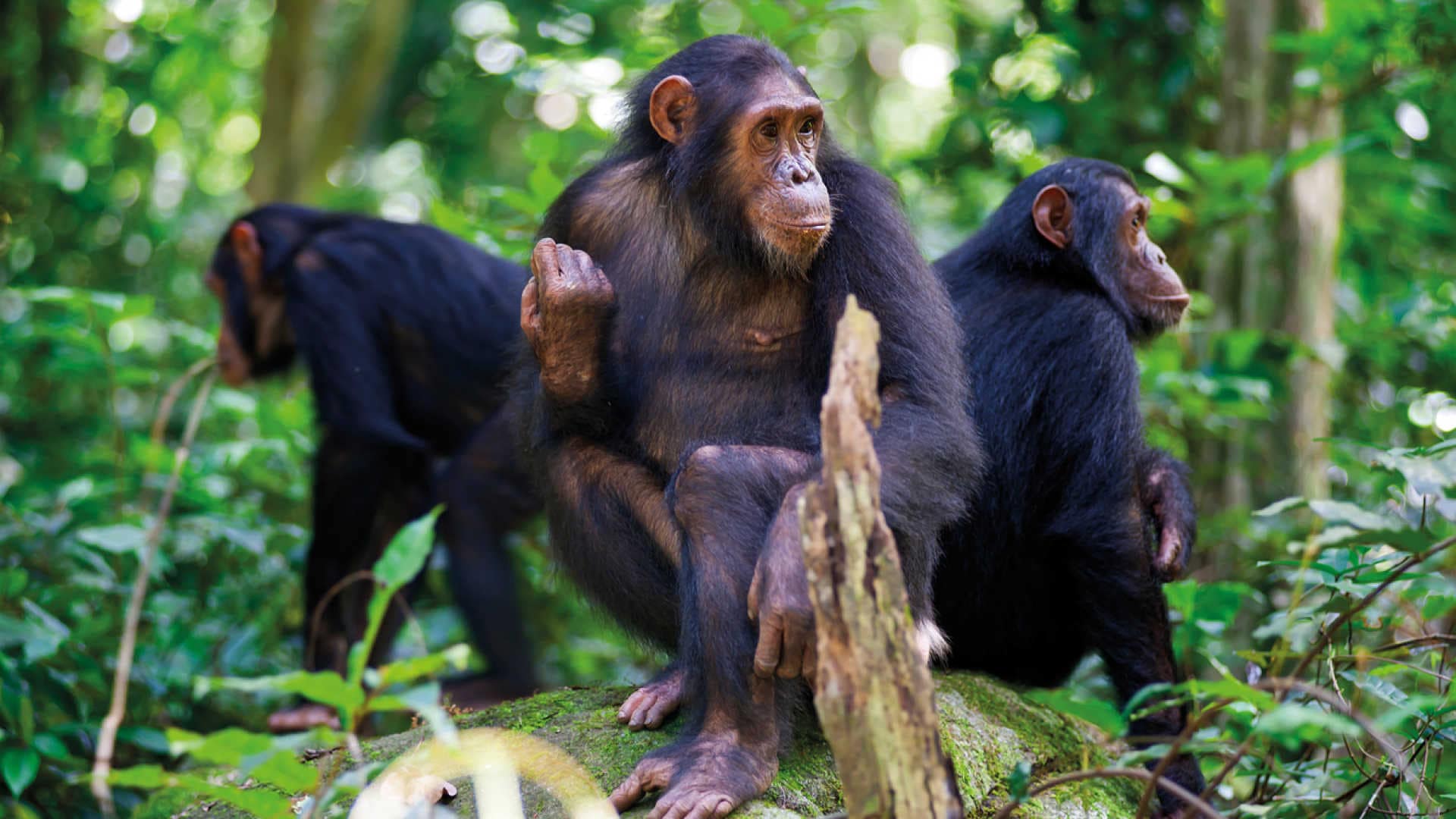3 Days Nyungwe Chimp Trekking