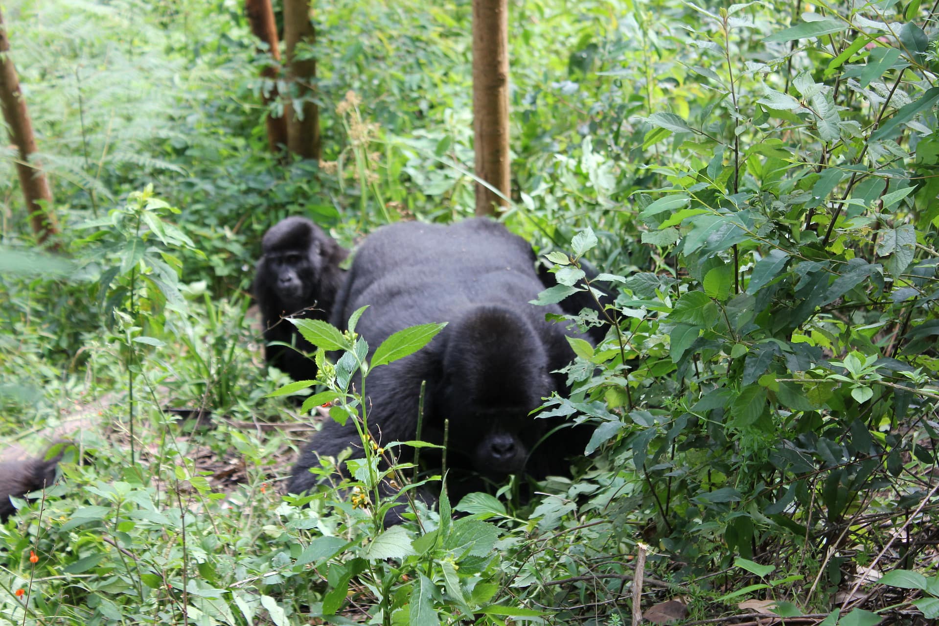 Bwindi National Park Entry Fees
