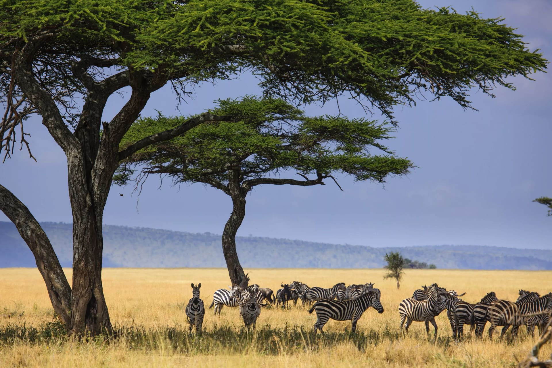 7 Days Tanzania Safari 