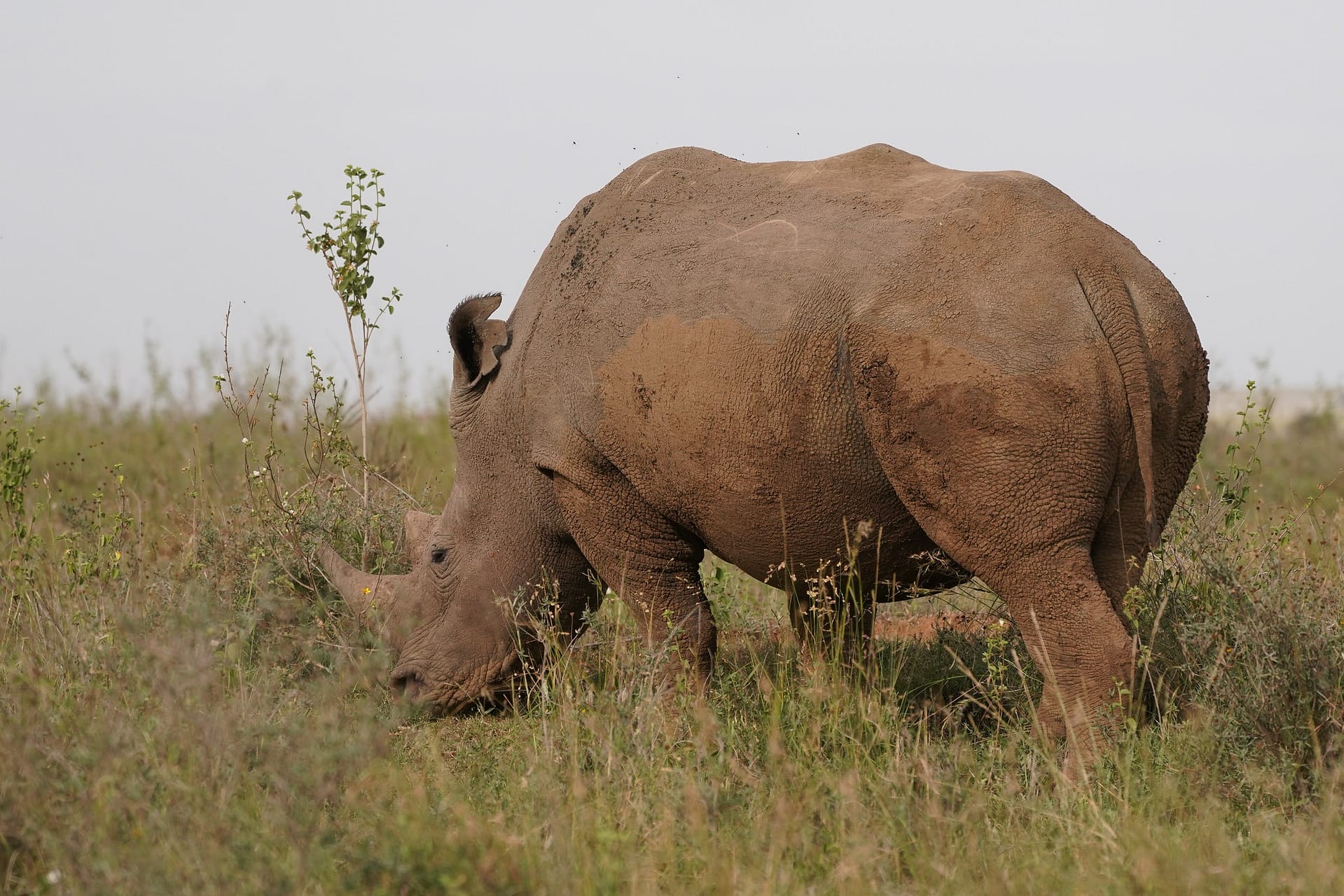 Rhino in Nairobi Park