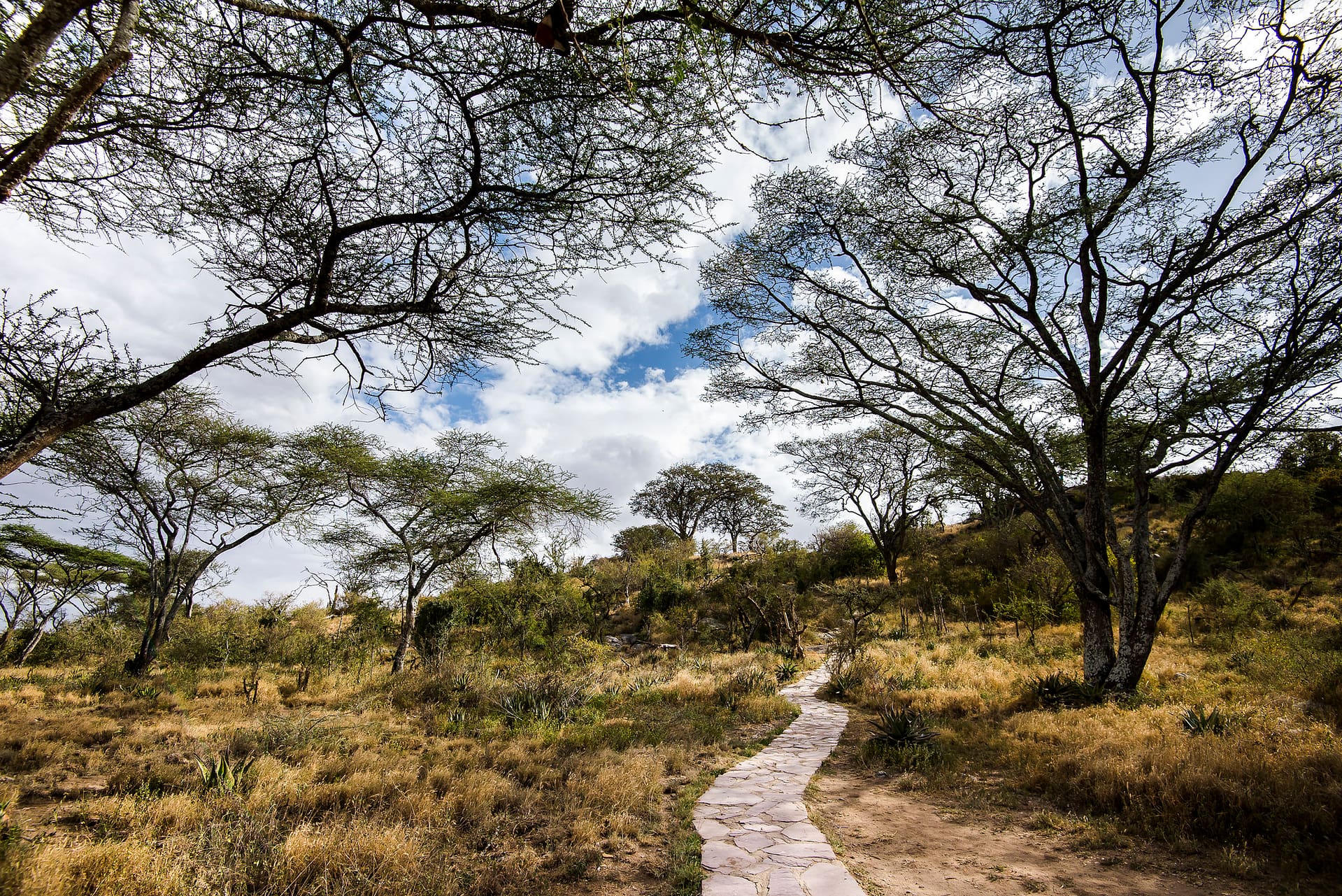 Plants in Serengeti