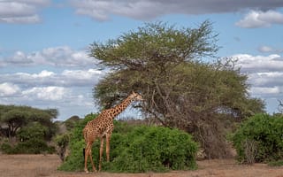 Tsavo National Parks
