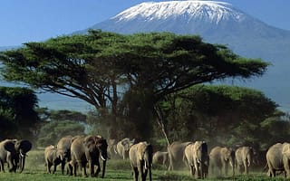 1 Day Amboseli National Park Safari