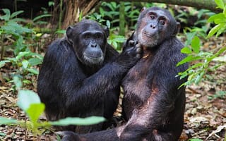 6 days Uganda wildlife safari
