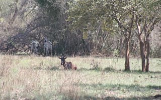 3 Days Akagera National Park safari