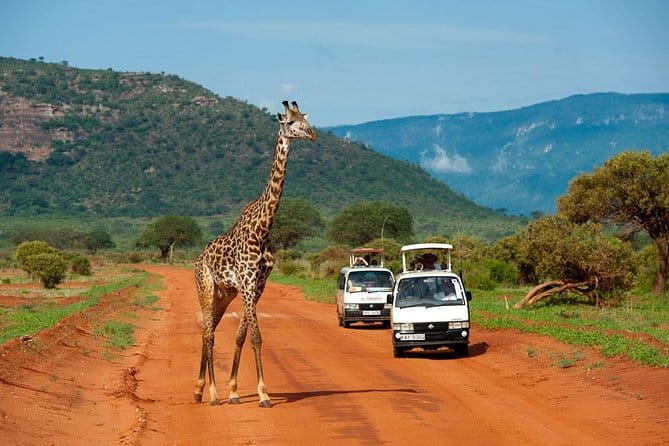game drive safari in Tsavo west national park