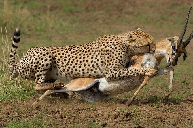 Predators of Tsavo National Park