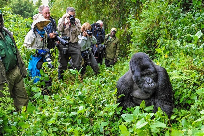 Gorilla Habituation Experience in Uganda