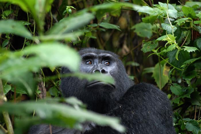 Gorillas in Bwindi