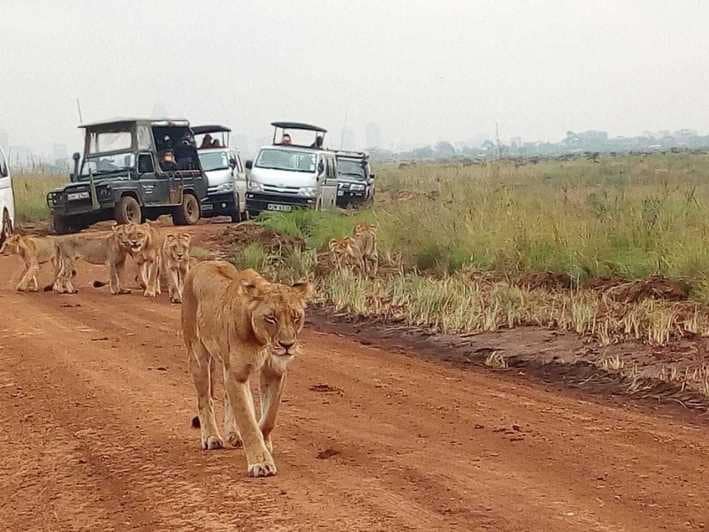 Game Drives In Nairobi National Park