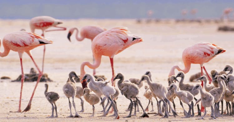 Where to See Flamingos in East Africa