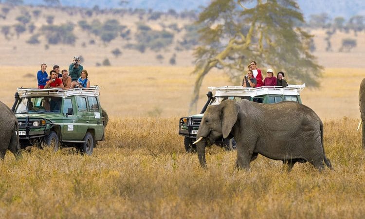 Game Drive around Serengeti National Park