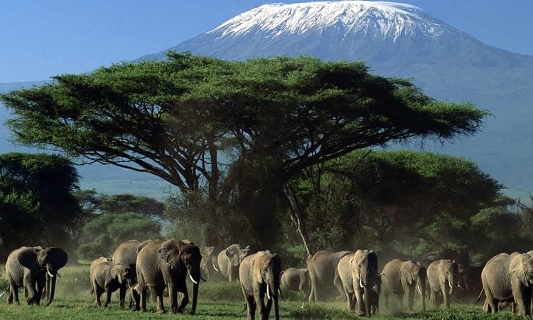 1 Day Amboseli National Park Safari