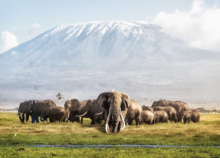 4 Days Amboseli And Masai Mara Safari