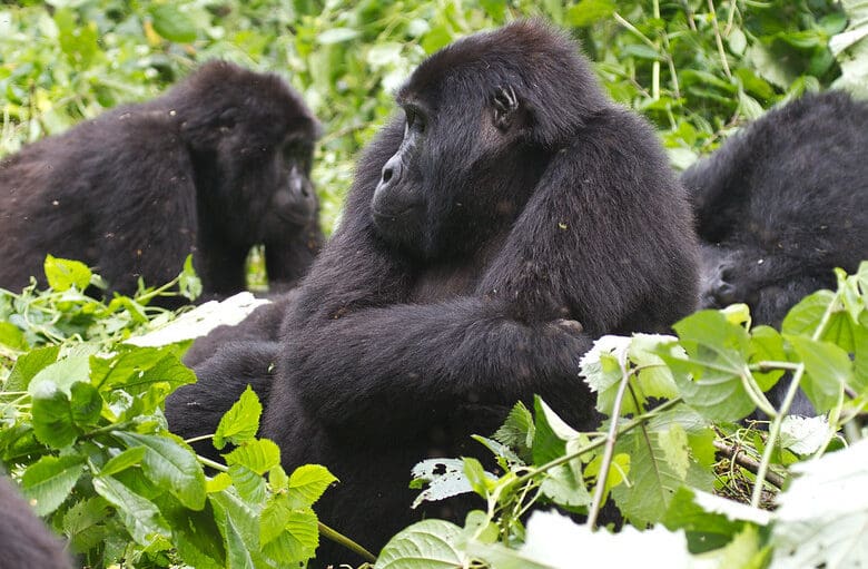 Best Time for Gorilla Trekking in Bwindi National Park