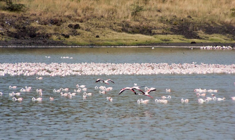 8 Days Tanzania Birding and Wildlife Safari