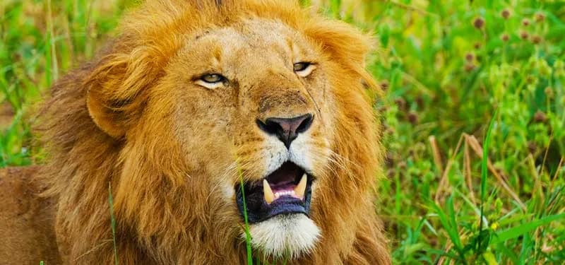 8 Days Uganda Safari