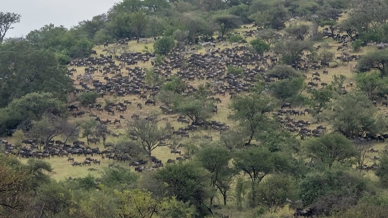 Great Migration in Serengeti and Masai mara