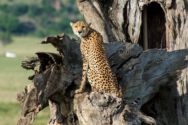 Cheetahs in Kidepo Valley National Park