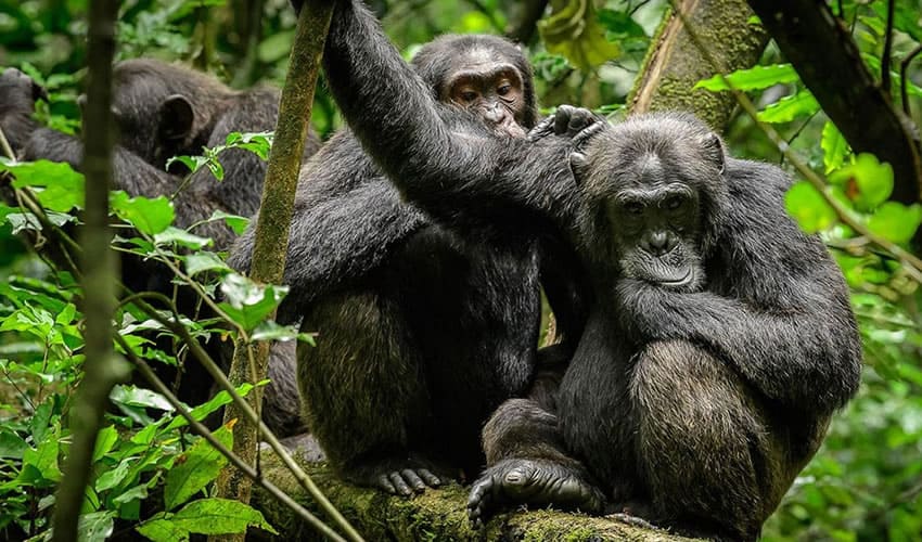 4 Days Gorilla And Chimpanzee Trekking In Rwanda