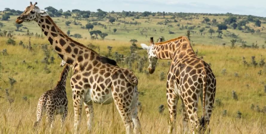 Murchison falls national park